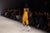 NEW ARRIVAL: THE OVERALL