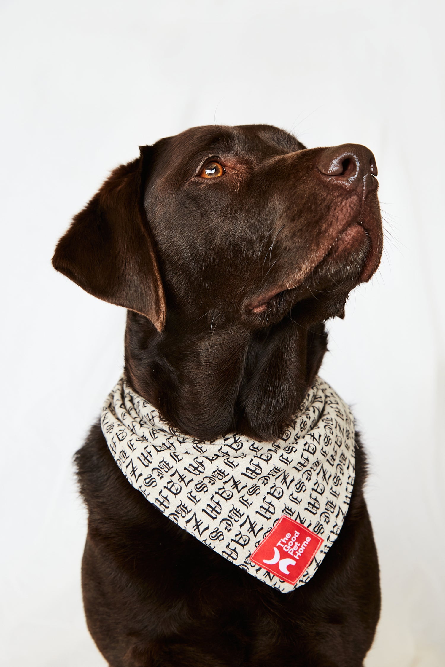 DOG BANDANA