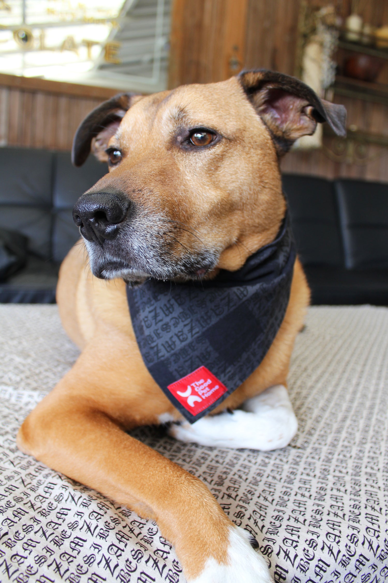 DOG BANDANA (A)